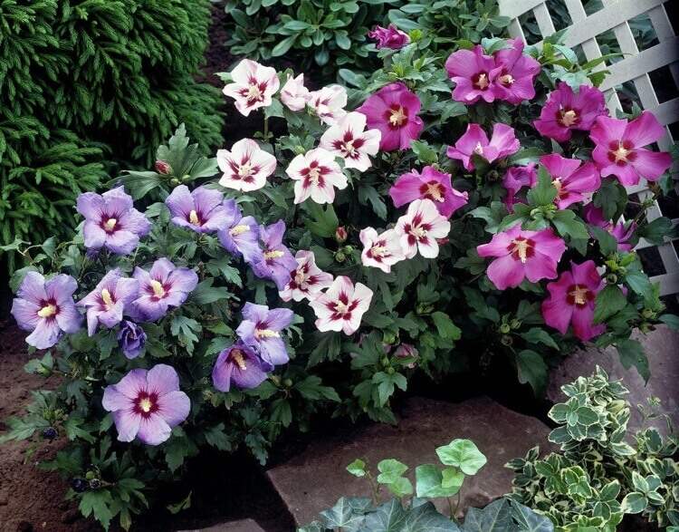 où planter un hibiscus de jardin ou althéa exposition soleil endroit abrité