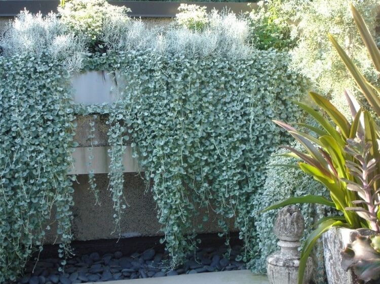 parterre surélevé plantes rampantes et grimpantes feuillage argenté dichondra argentea silver falls