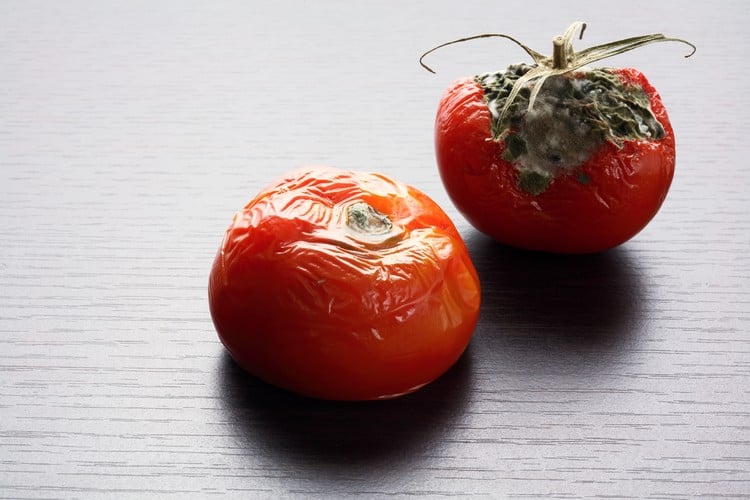 peut-on manger des tomates qui ont le mildiou infection plantes potagères
