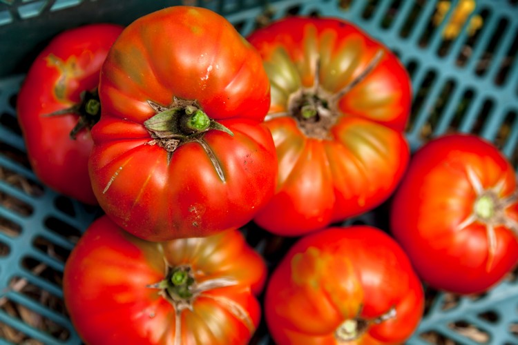 peut-on manger des tomates qui ont le mildiou trucs à prendre en compte infection plantes potagères