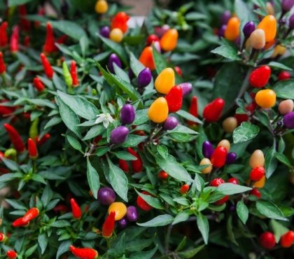 piment ornemental comestible Aurora fruits couleurs variés