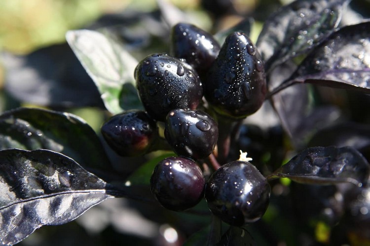 piment ornemental comestible Black pearl fruits feuilles noirs