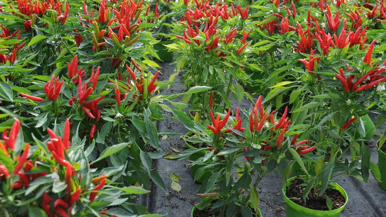 piments rouges tabasco 2500 5000 unités Scoville sauce tabasco chili peppers