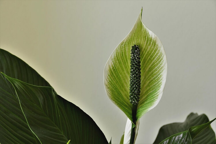 plante d'intérieur spathiphyllum conseils entretien