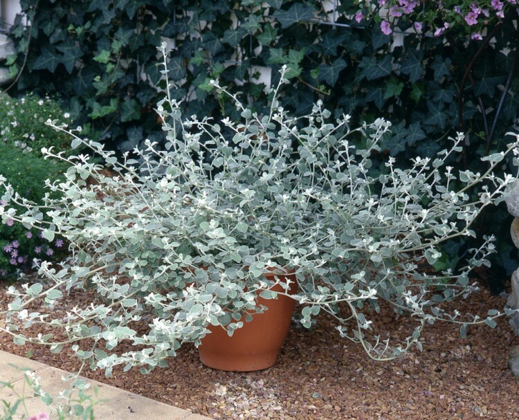 plante retombante feuillage argenté ornemental immortelle laineuse Helichrysum petiolare Silver