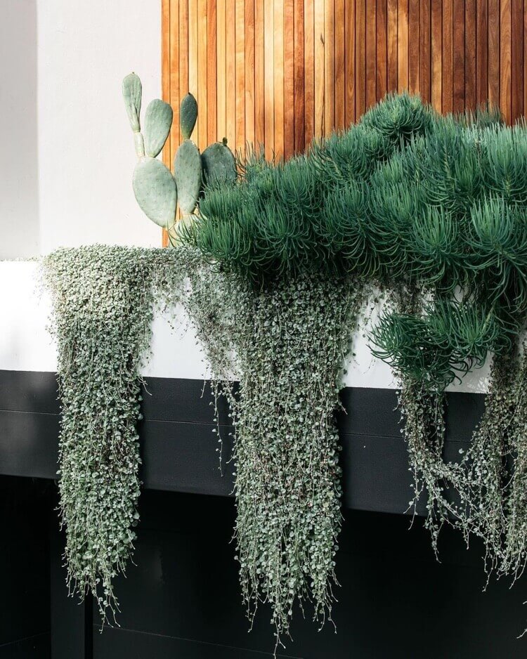 plante retombante ornementale feuillage argenté parterre succulentes dichondra argentea silver falls