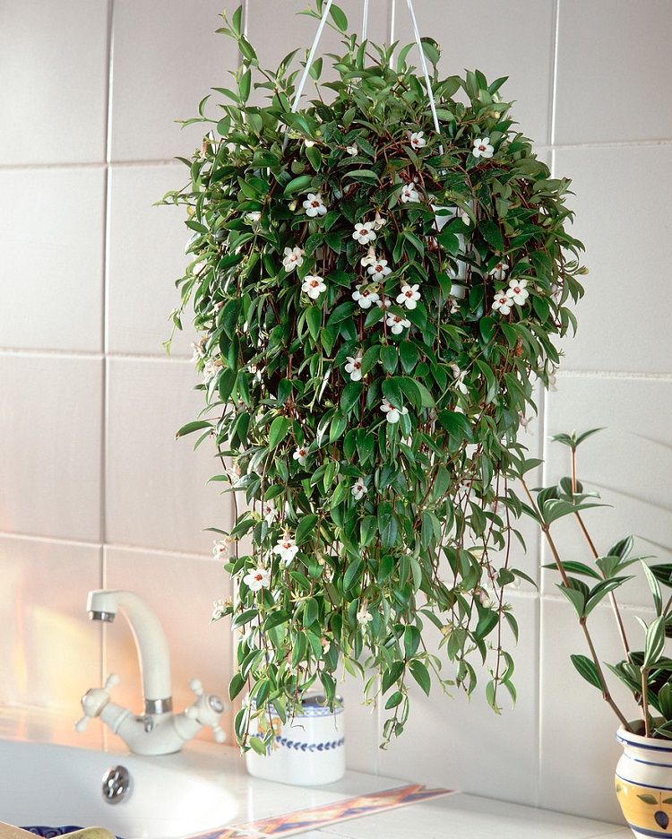 plante verte retombante intérieur fleurs blanches cuisine salle de bain