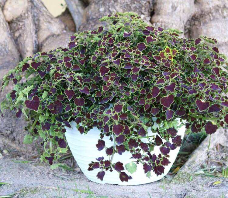 plante vivace ornementale en pot coléus Red Trailing Queen