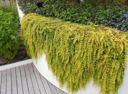 plantes retombantes extérieur aurea parterre surélevé