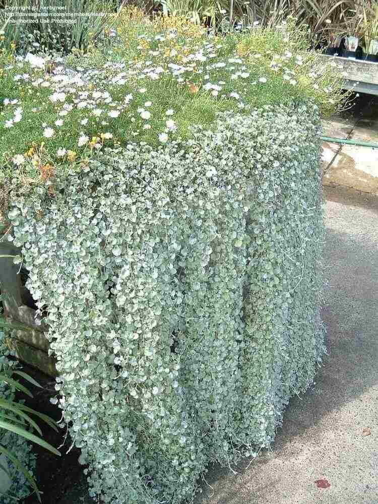 plantes retombantes extérieur dichondre feuillage argenté ornemental dichondra argentea silver falls