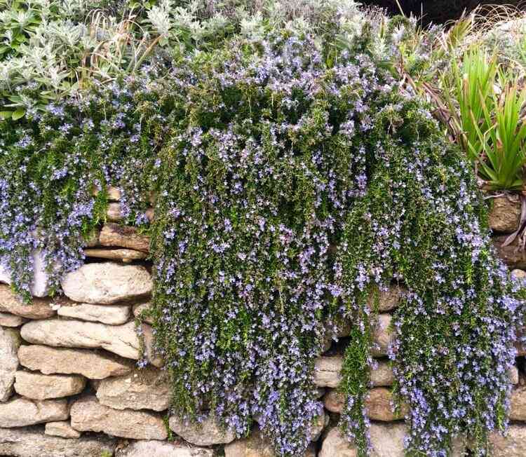 plantes retombantes extérieur plein soleil arbuste méditerranéen Rosmarinus Officinalis Prostratus