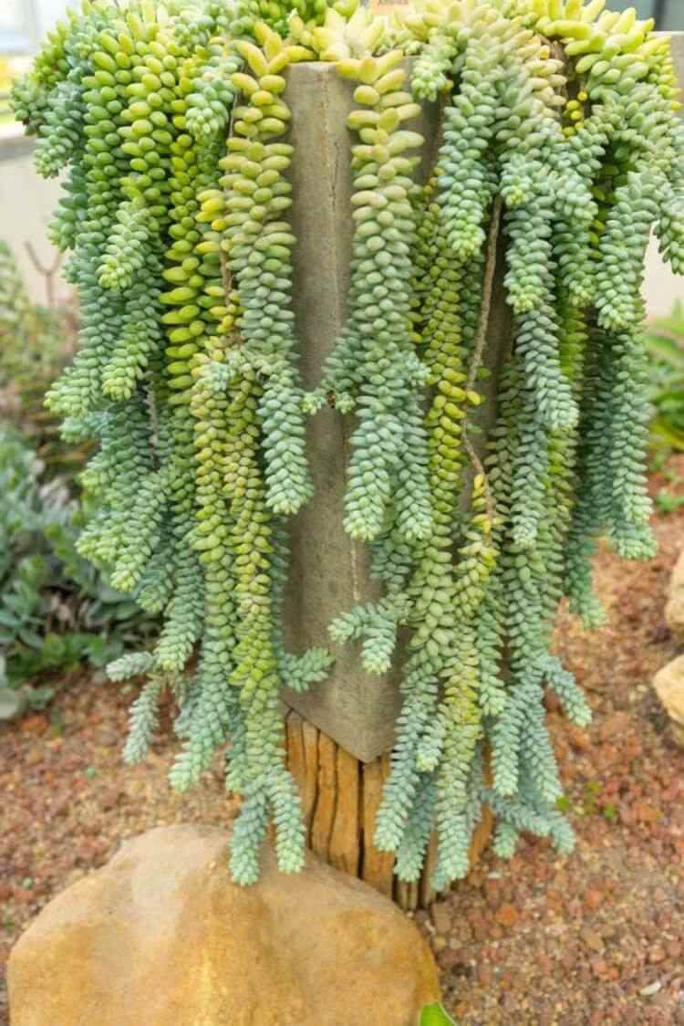 plantes retombantes extérieur plein soleil orpin de Morgane Sedum morganianum