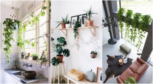 plantes retombantes intérieur vertes peu de lumière ombre plein soleil fleurs
