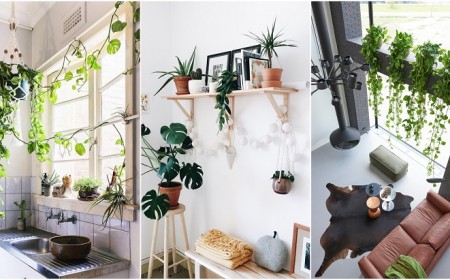plantes retombantes intérieur vertes peu de lumière ombre plein soleil fleurs