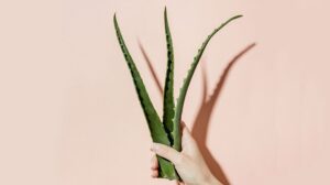 que faire avec comment utiliser l'aloe vera toutes les utilisations de l'aloe vera gel jus feuilles