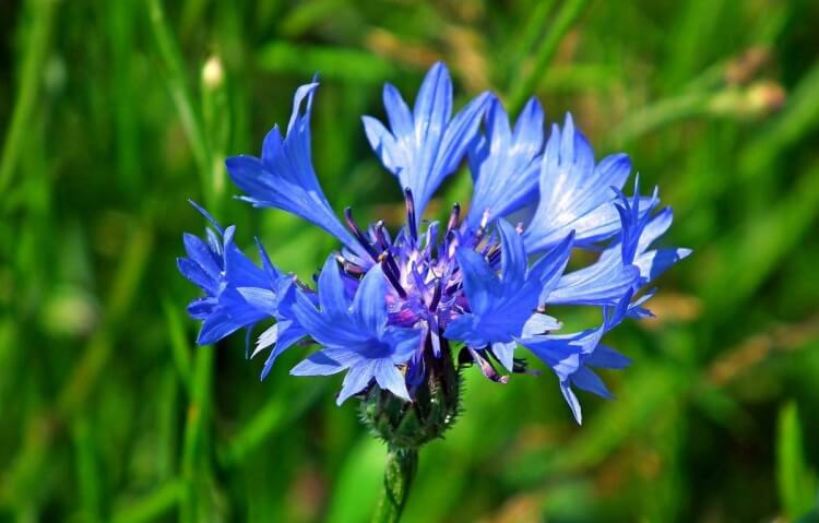 que planter en août en jardinière bleuet couleur bleue traditionnelle