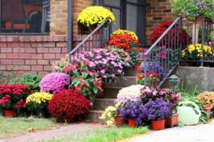 quelles fleurs planter en août ajouter couleurs automne