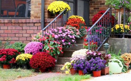 quelles fleurs planter en août ajouter couleurs automne