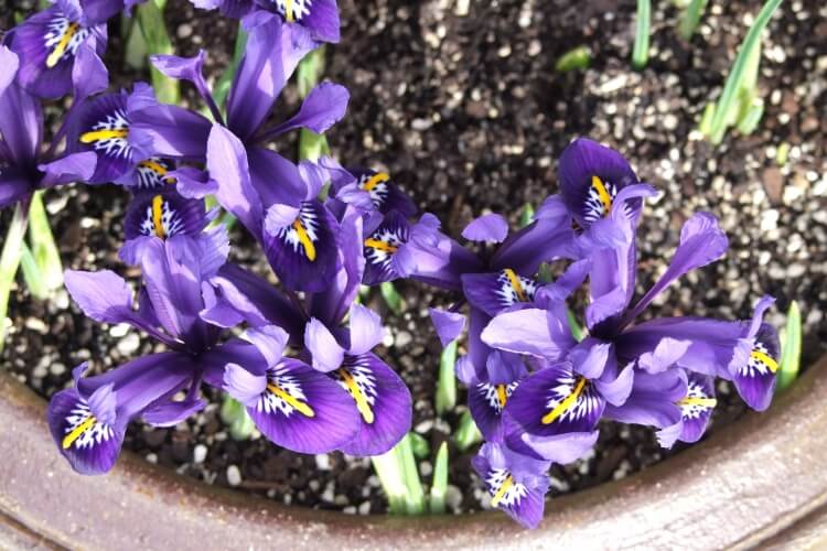 quelles fleurs planter en août pots conformes iris barbu nain et grand