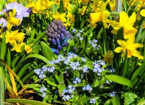 quelles fleurs planter en septembre graines semis printemps automne