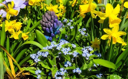 quelles fleurs planter en septembre graines semis printemps automne