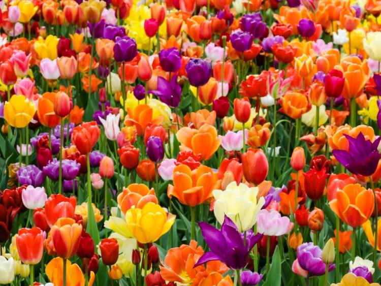 quelles fleurs planter en septembre octobre tulipe riche palette couleurs variétés