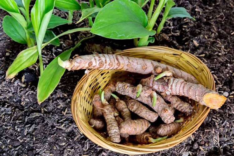 Plante Curcuma R Ussir Sa Culture Au Jardin Et En Conteneur