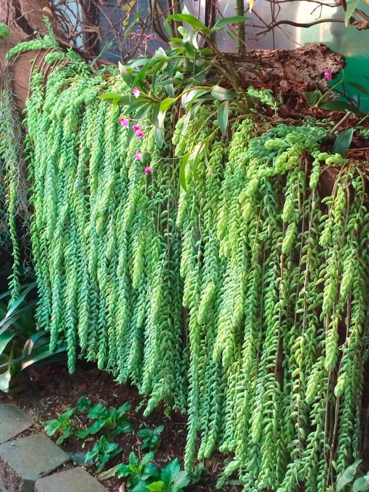 rideau de plantes retombantes extérieur succulentes ornementales Sedum morganianum