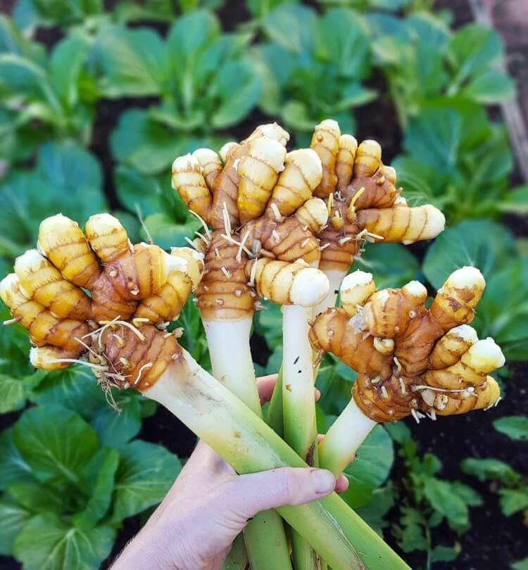 plante curcuma réussir sa culture au jardin et en conteneur