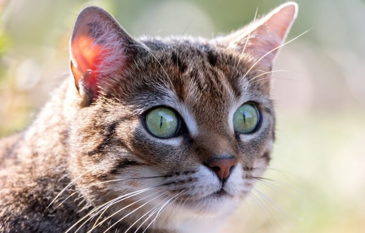 syndrome des yeux de chat homme