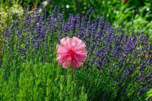 utilisations de la lavande ménage et beauté
