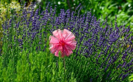 utilisations de la lavande ménage et beauté