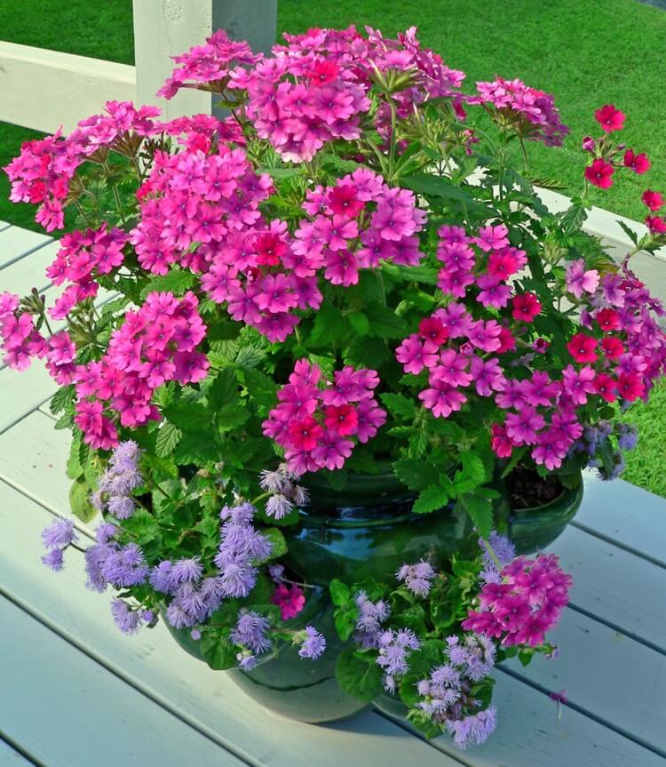 verveine des jardins en pot jolie composition de fleurs automnales