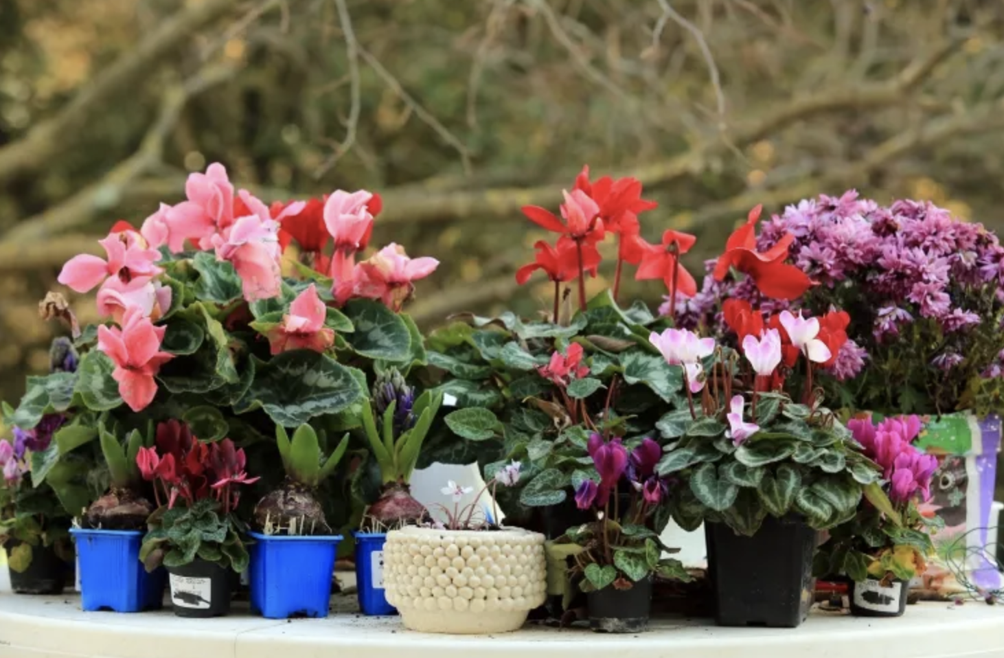 cyclamen vivace extérieur