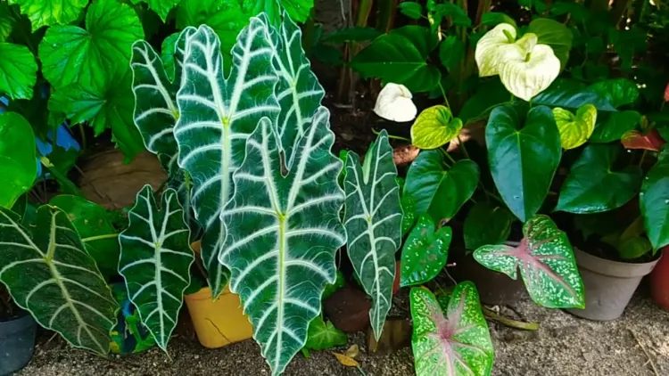 alocasia entretien extérieur tige verte feuilles arrondies grande envergure