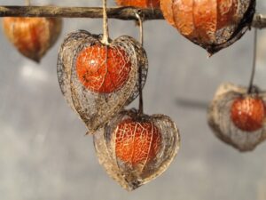 amour en cage dans un jardin