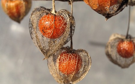 amour en cage dans un jardin