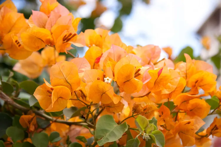 arbuste fleur orange Bougainvillier à fleurs rouges ou oranges