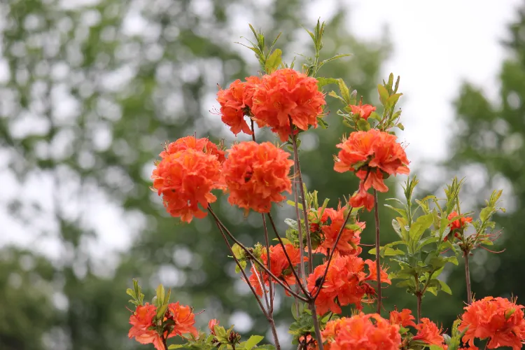arbuste fleur orange azalée du japon orange aménagement paysager