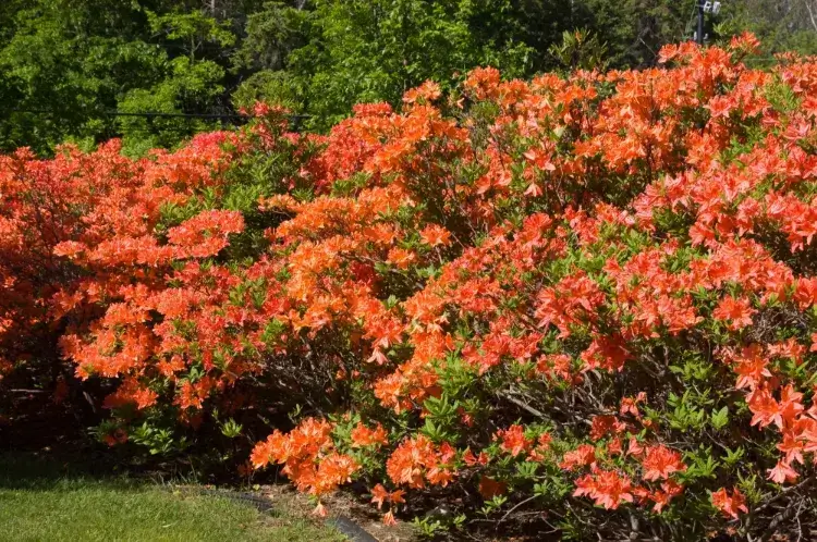 arbuste fleur orange floraison printanière azalée du japon orange