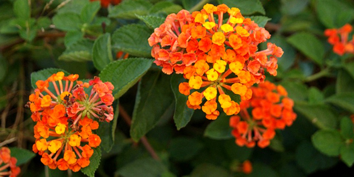 arbuste fleur orange ou rouge 2026
