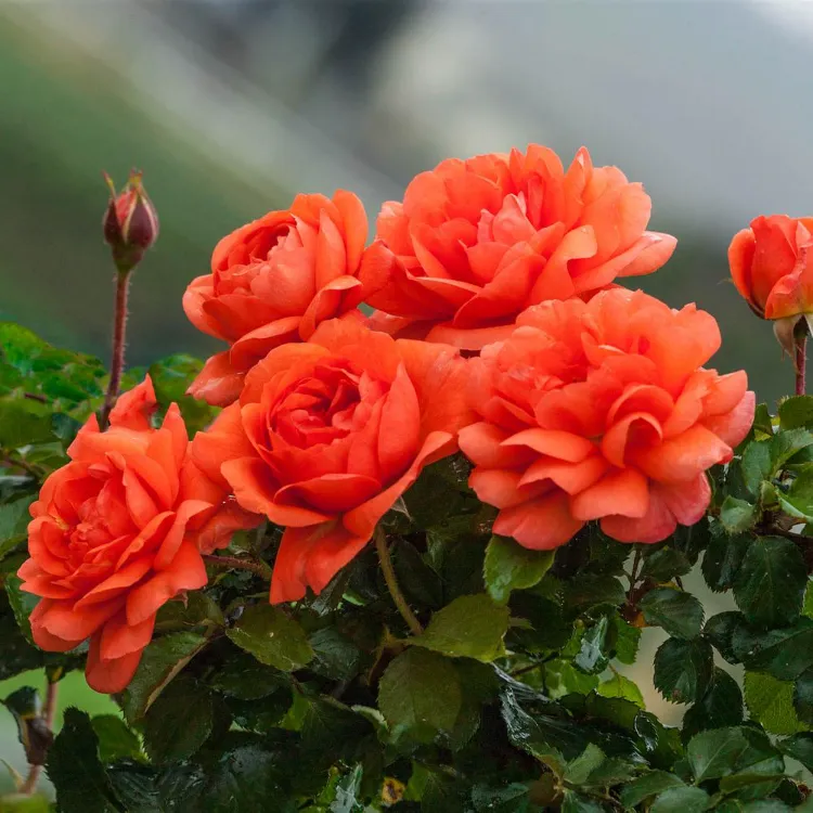 arbuste fleur orange rustique rose orangé hybride arrosage jardin