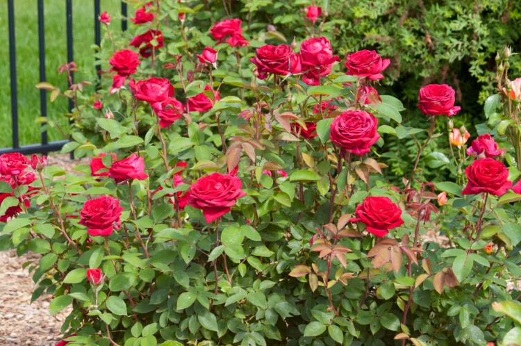 arbuste fleur rouge rose kashmir conseils culture arrosage taille