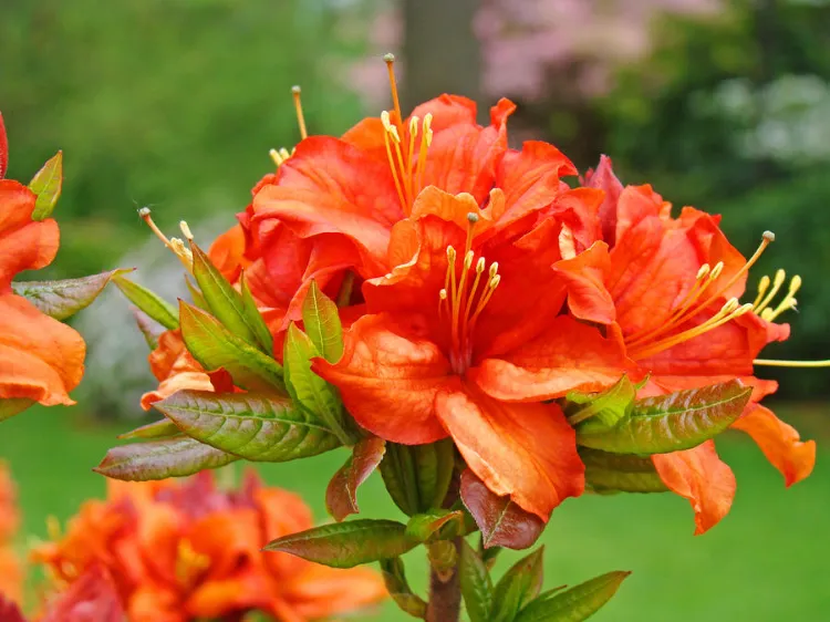 azalée du japon orange arbuste fleur orange jardin flamboyant