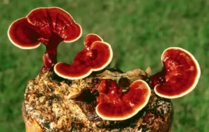 bienfaits du reishi champignon immunité longue vie