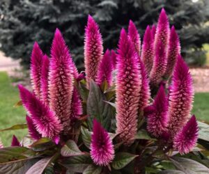celosia argentea entretien célosie argentée