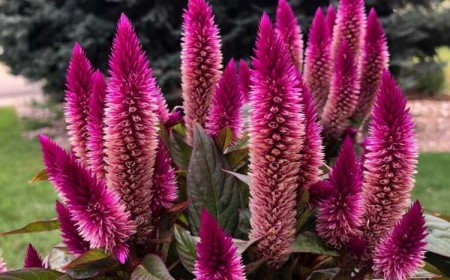 celosia argentea entretien célosie argentée