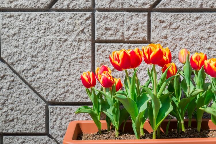 comment planter les tulipes en terre eau bulbes déclencher croissance