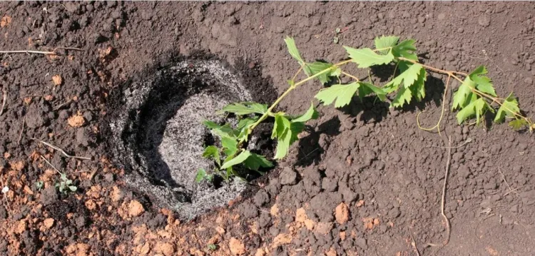 comment planter un pied de vigne eau absorbée remplir fosse terre