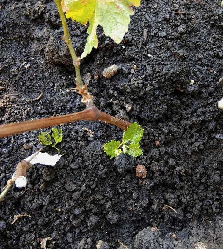 comment planter un pied de vigne mélanger humus cendres engrais